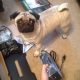 Illustration for article titled Look At These Dogs And Cats Confused By Xbox One
